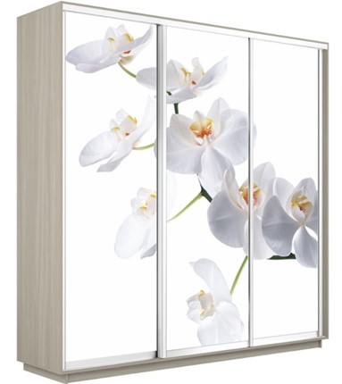 Шкаф Экспресс 2400х600х2400, Орхидея белая/шимо светлый в Туле - изображение